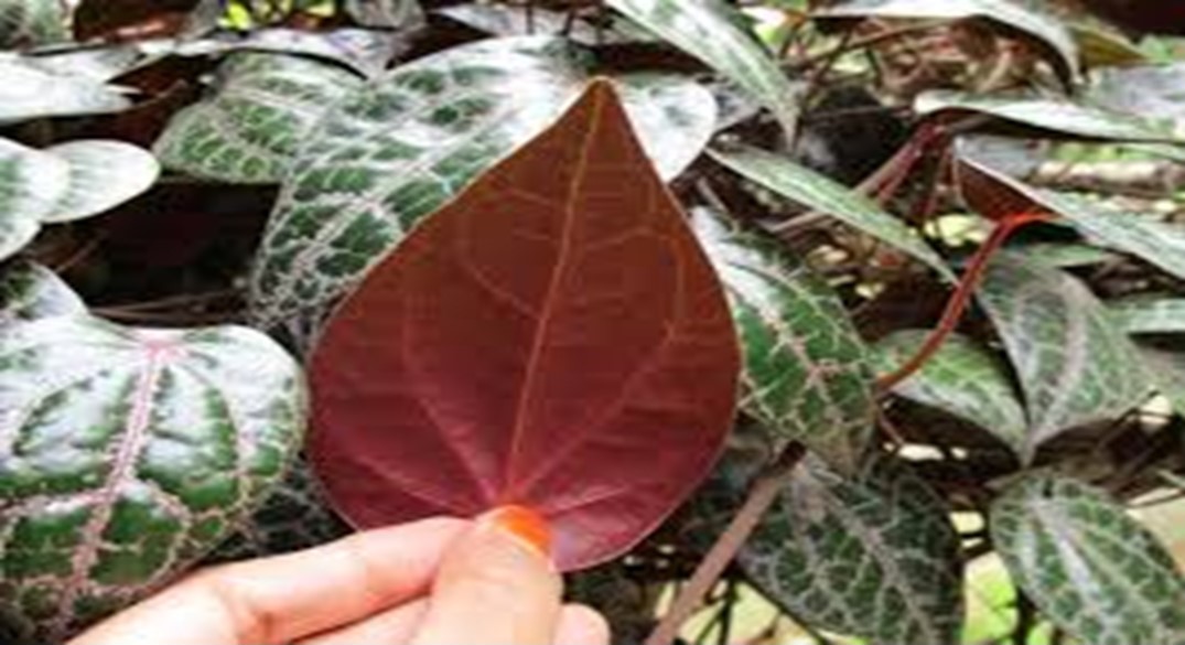 Sirih Merah Pelindung Organ Jantung
